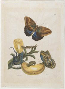 Bananes et lézard bleu, 1705-71